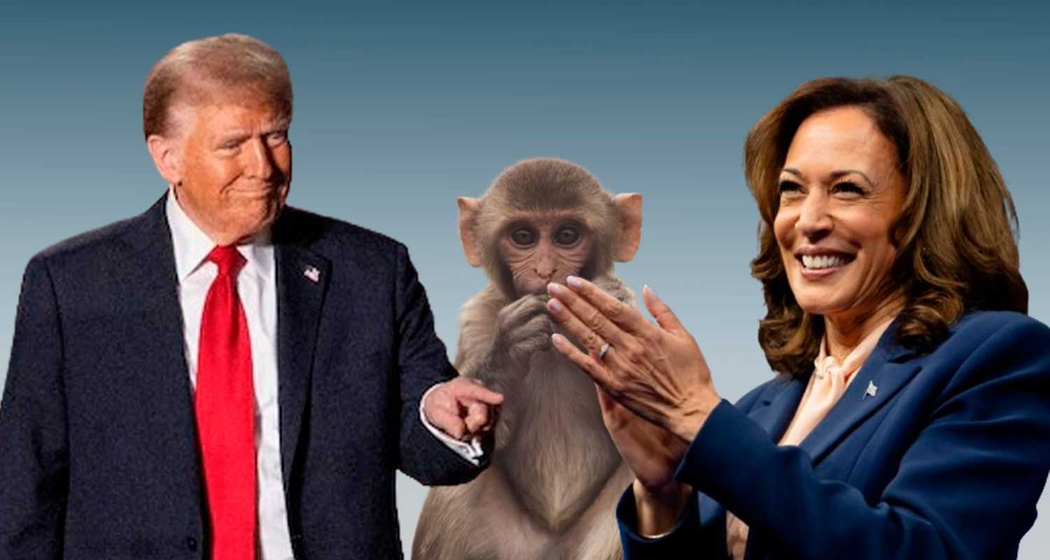 Monkeys know who will win the election