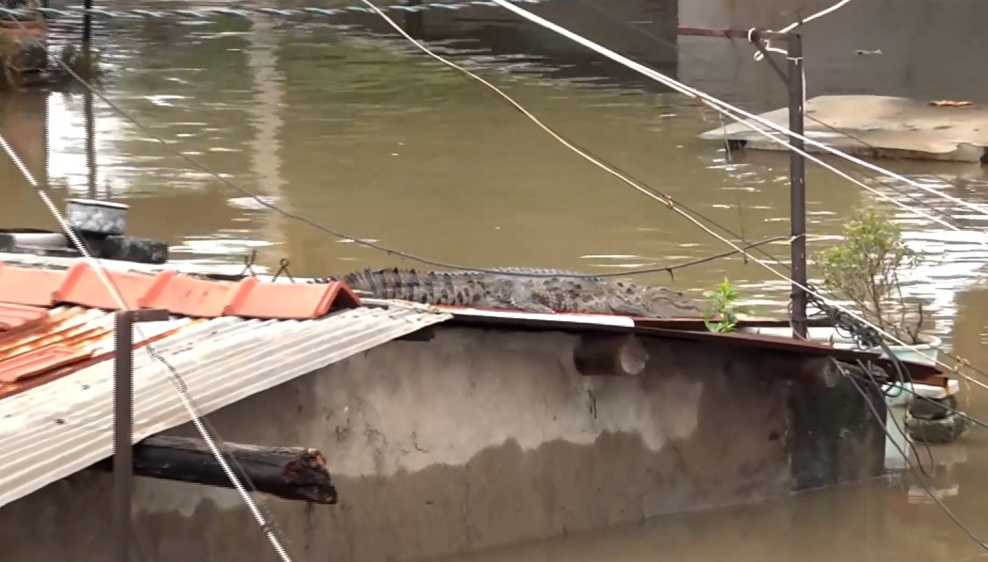 75 other animals, including snakes, cobras, five large turtles weighing nearly 40 kilograms and a porcupine were also rescued during the floods. 