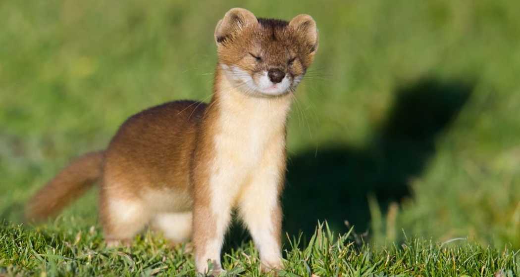 A Mountain Weasel (Mustela altaica).