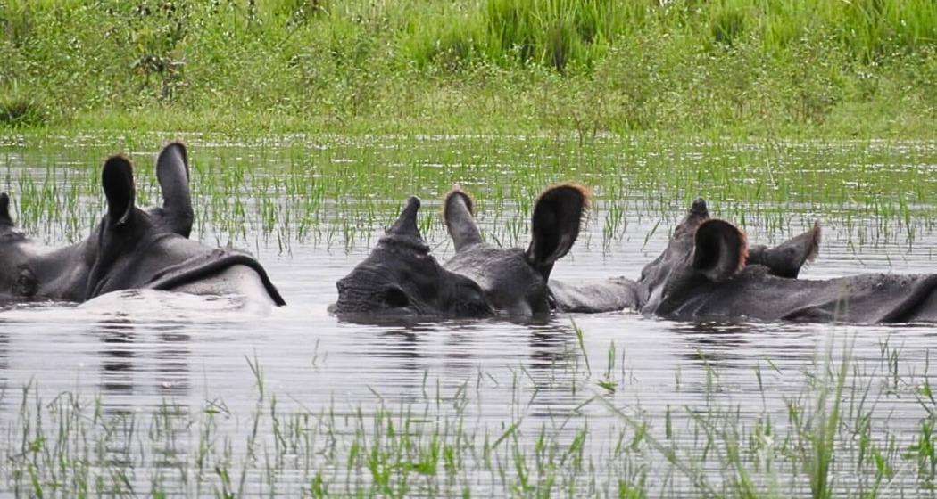 A rhino navigates floodwaters in Gorumara National Park. 