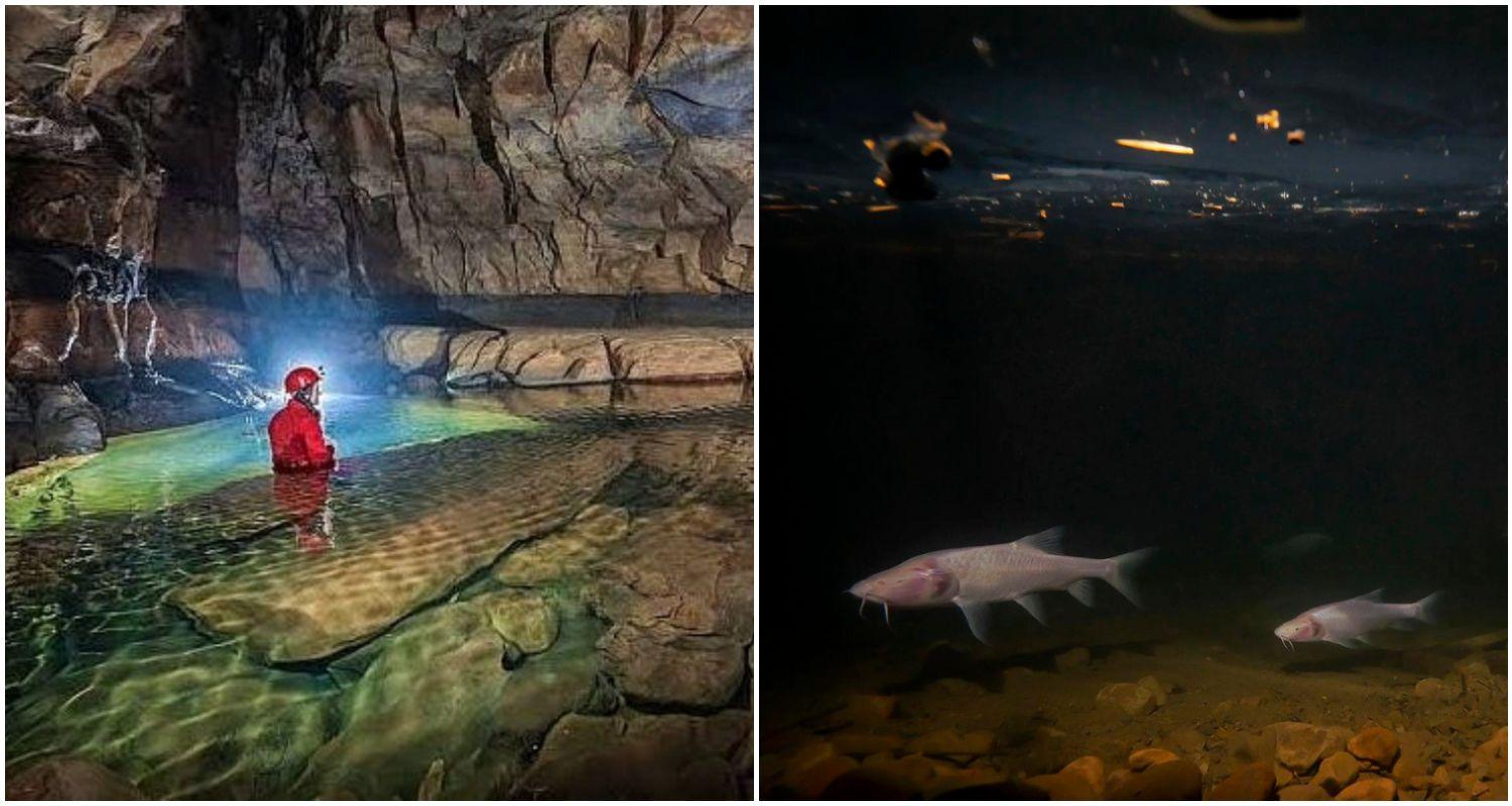 Scientists discover rare cave fish in Meghalaya