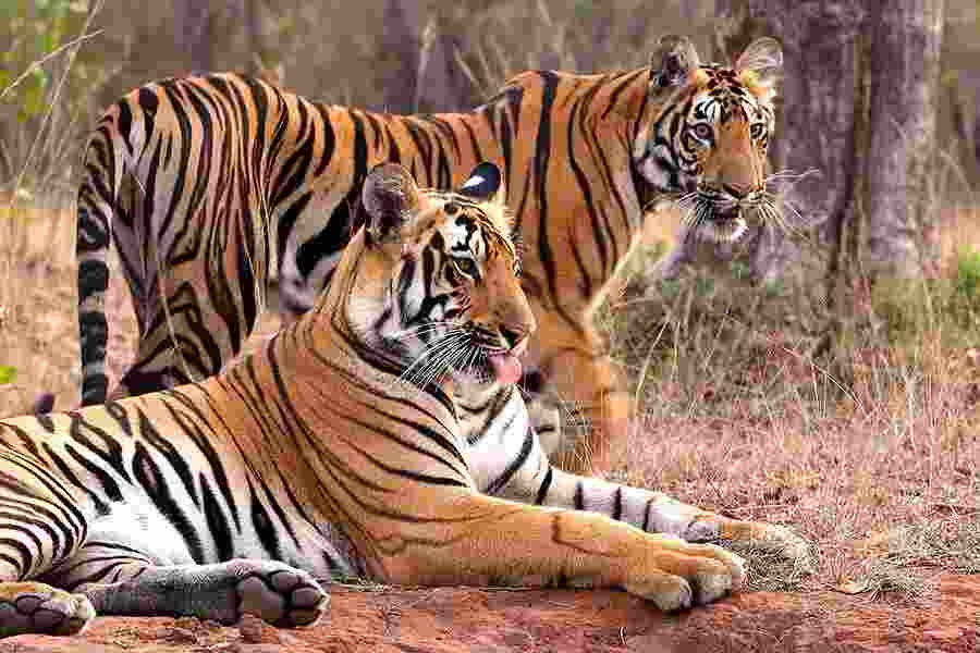 Uttarakhand agrees to translocate Tigers to Rajasthan, Odisha requests under review