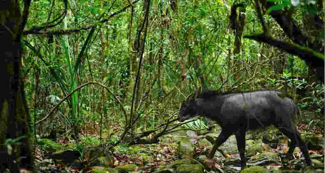 The elusive Mainland Serow.