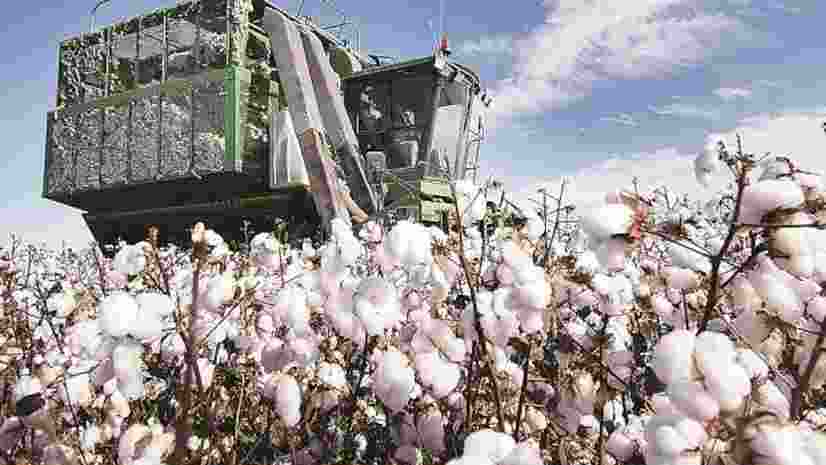 Govt weighs policy for HT-BT cotton, glyphosate use