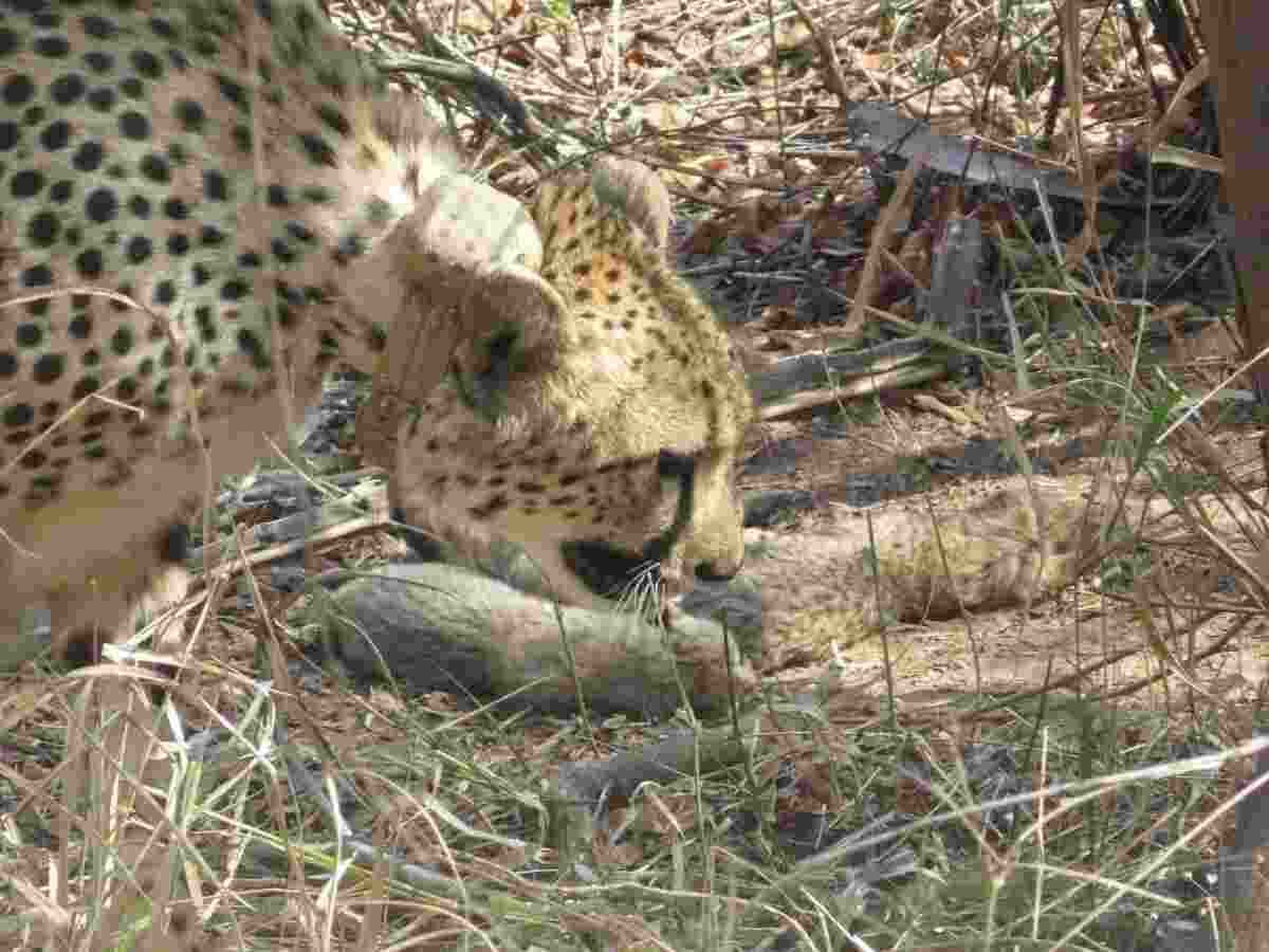 Kuno National Park witnesses record-breaking cheetah birth: Six cubs born to mother Gamini