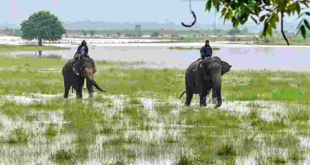 Elephants graze at highlands of Pobitora Wildlife Sanctuary after a major part of the sanctuary submerged in flood water following heavy rainfall, in Morigaon district on Tuesday, July 2, 2024.
