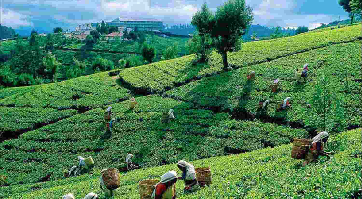 Election battle brews in Assam's Dibrugarh over tea garden workers' plight