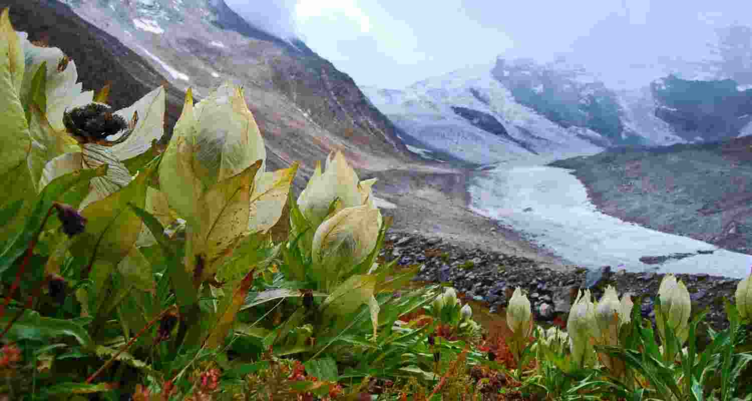 Brahma Kamal: Saving Uttarakhand's floral treasure