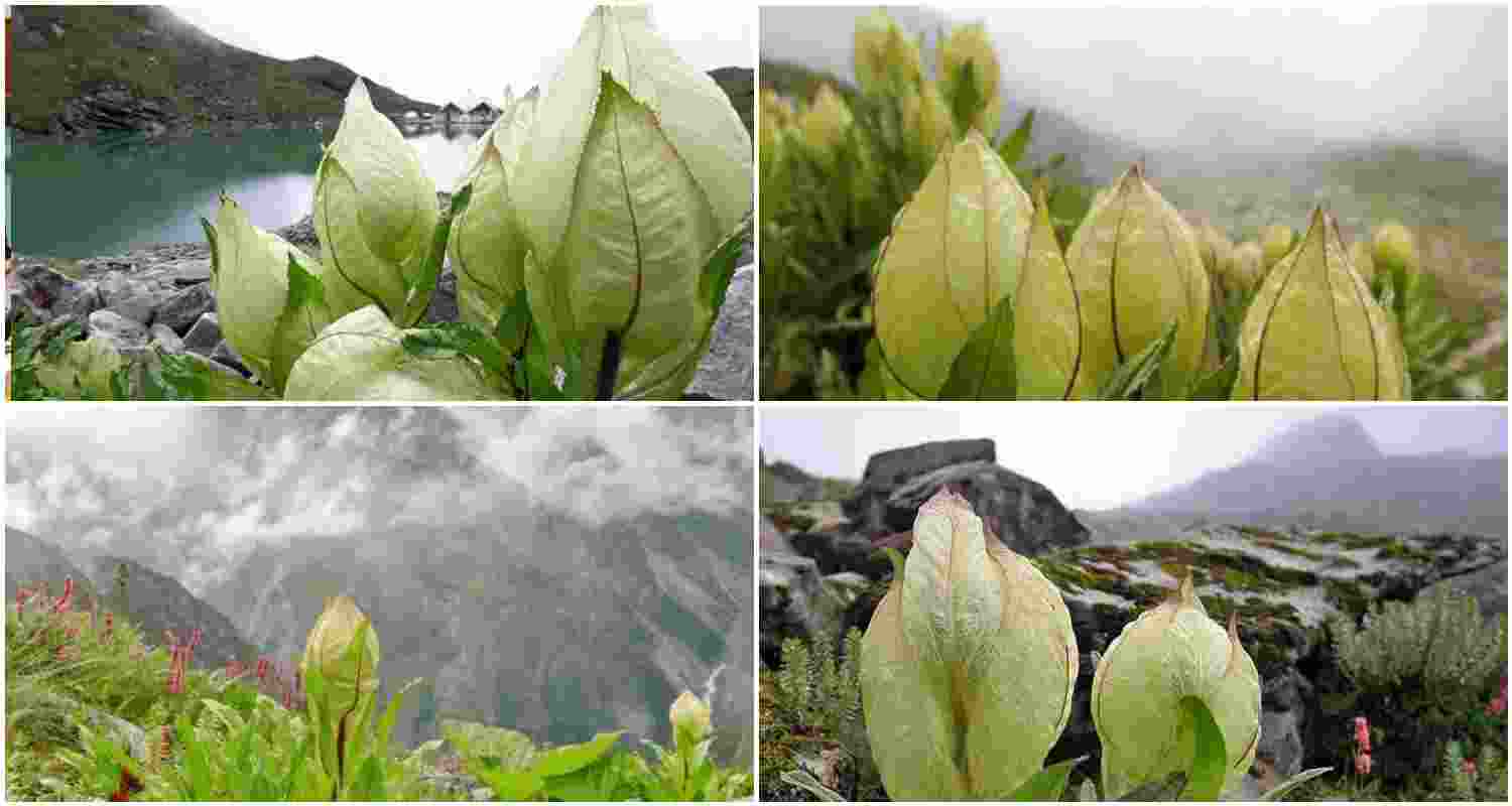 Brahma Kamal flowers bloom majestically in Arunachal's Tawang Valley, showcasing their ethereal beauty and spiritual significance in the heart of the Himalayas.