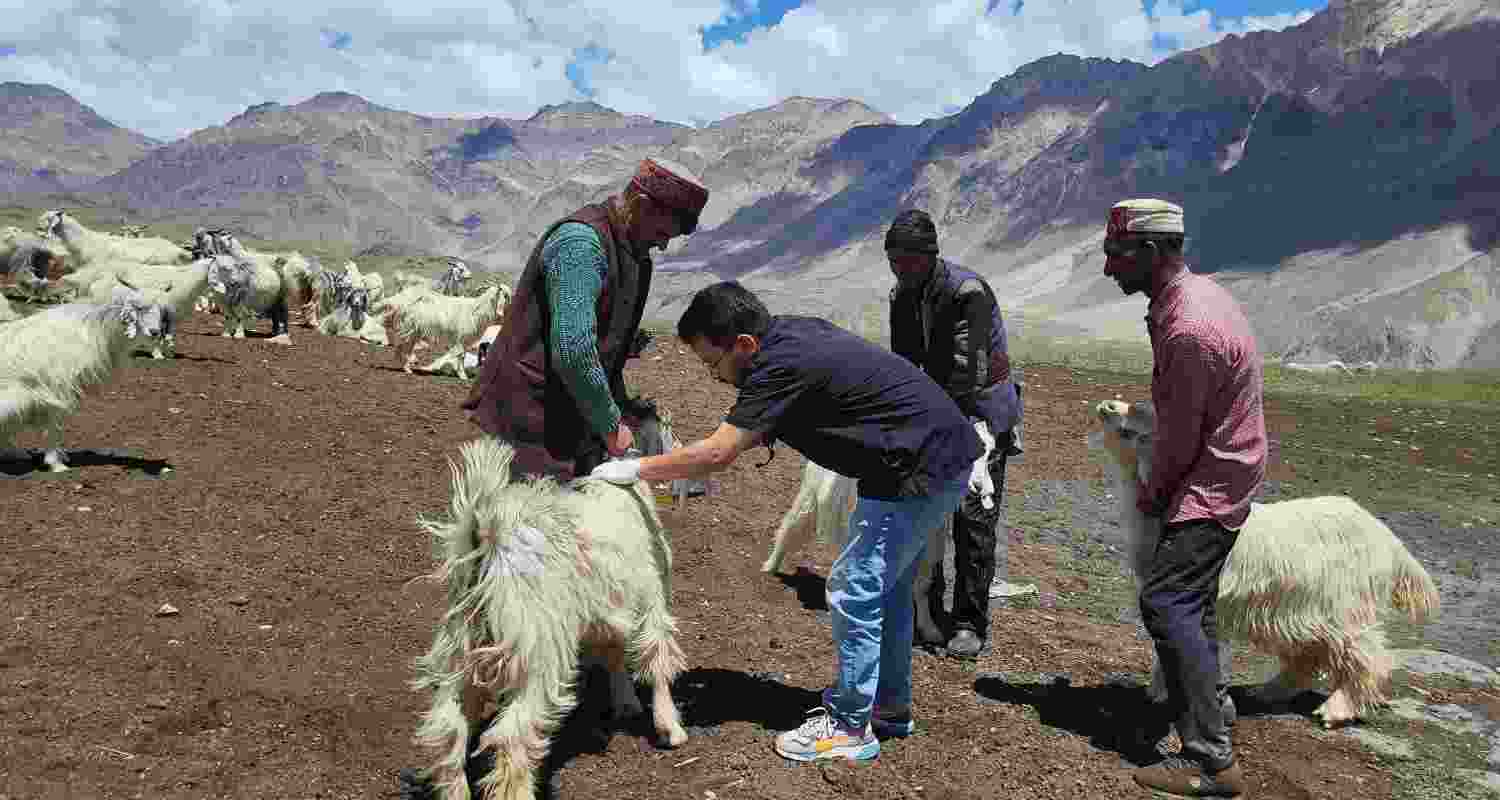 Doctors treating livestock in Spiti, Himachal Pradesh.