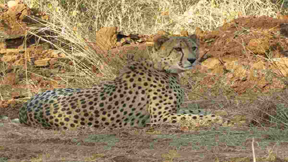 Female cheetah to soon give birth to cubs at Kuno National Park