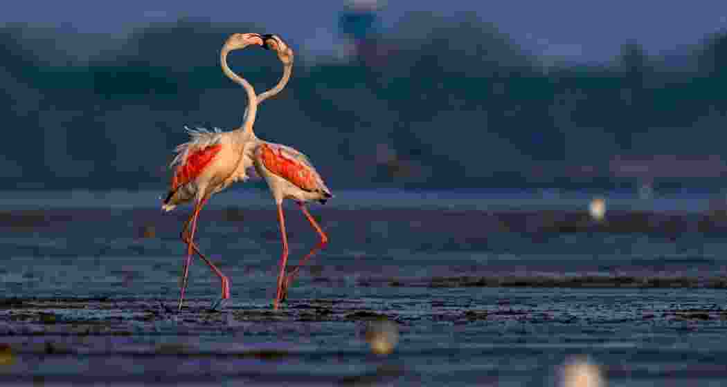 A pair of flamingos at the Chilika Lake in Odisha.