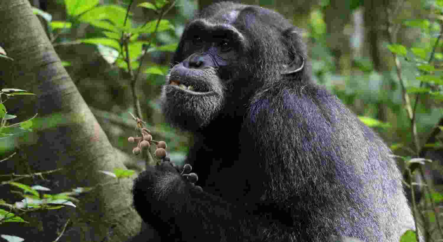 Chimps use medicinal plants to heal wounds: Study