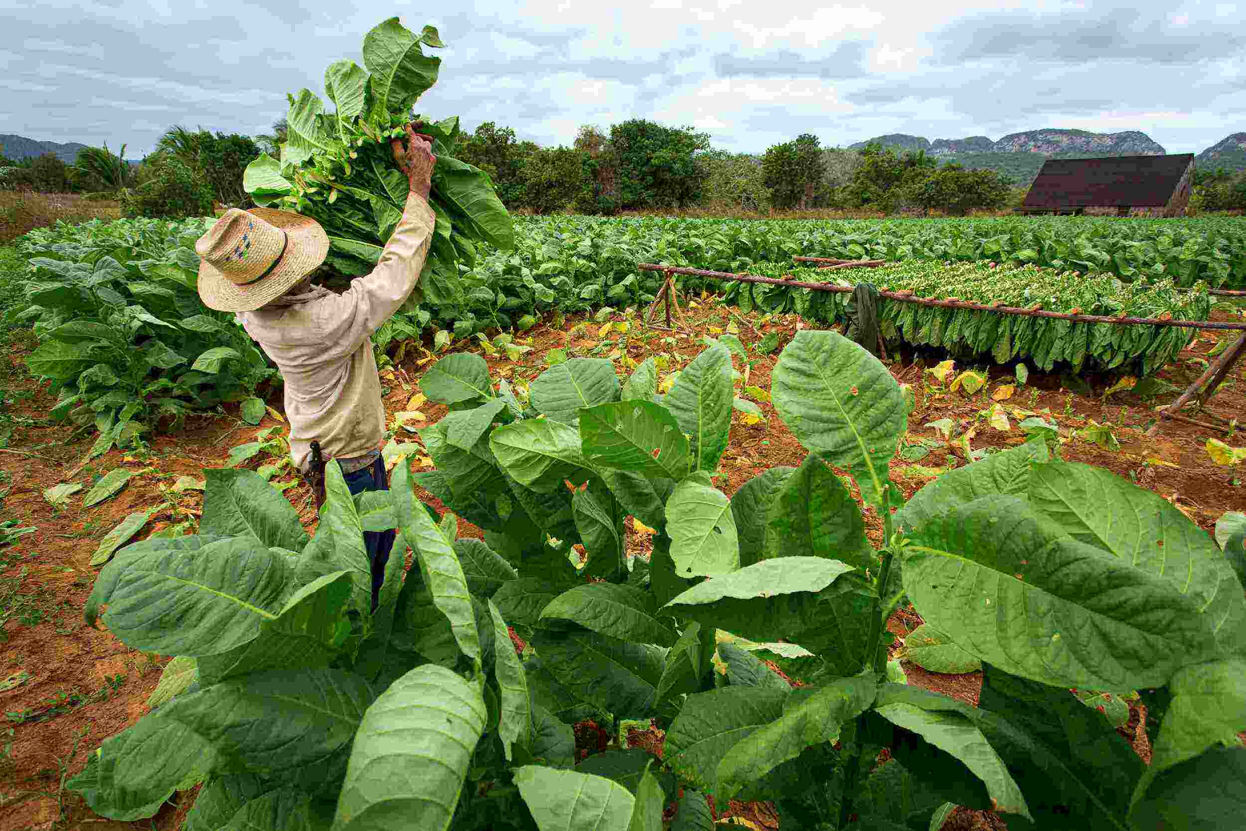 The Government of India has announced measures to support Flue Cured Virginia (FCV) tobacco growers in Andhra Pradesh and Karnataka, which were affected by heavy rainfall and drought, respectively, impacting crop production in the states.