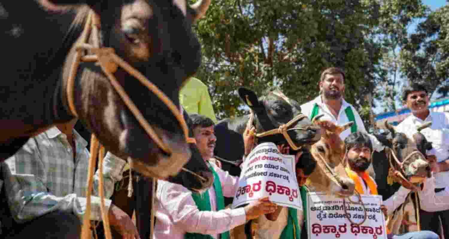 BJP workers protest to get cow subsidy.