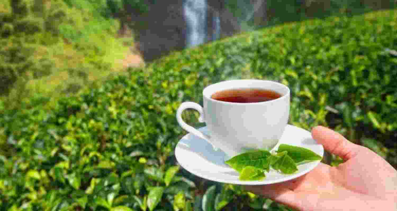 North Bengal's 500 tea gardens, spanning Darjeeling, Terai, and Dooars, employ over 400,000 people directly and indirectly.