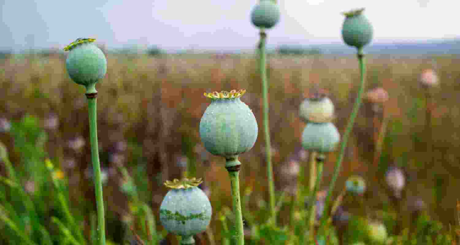 Opium plants. Image via Pexels.