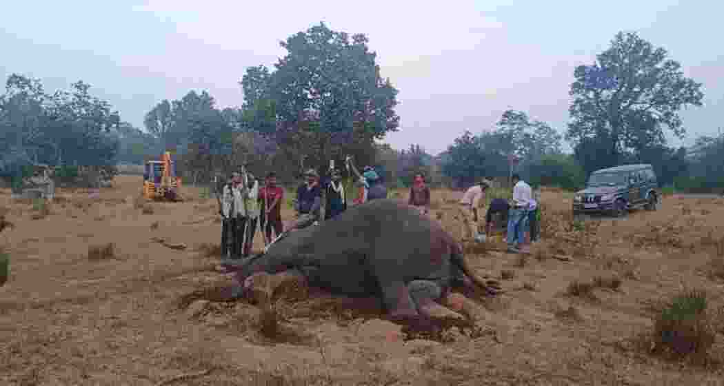 One of the surviving elephants receiving treatment at Bandhavgarh Tiger Reserve.