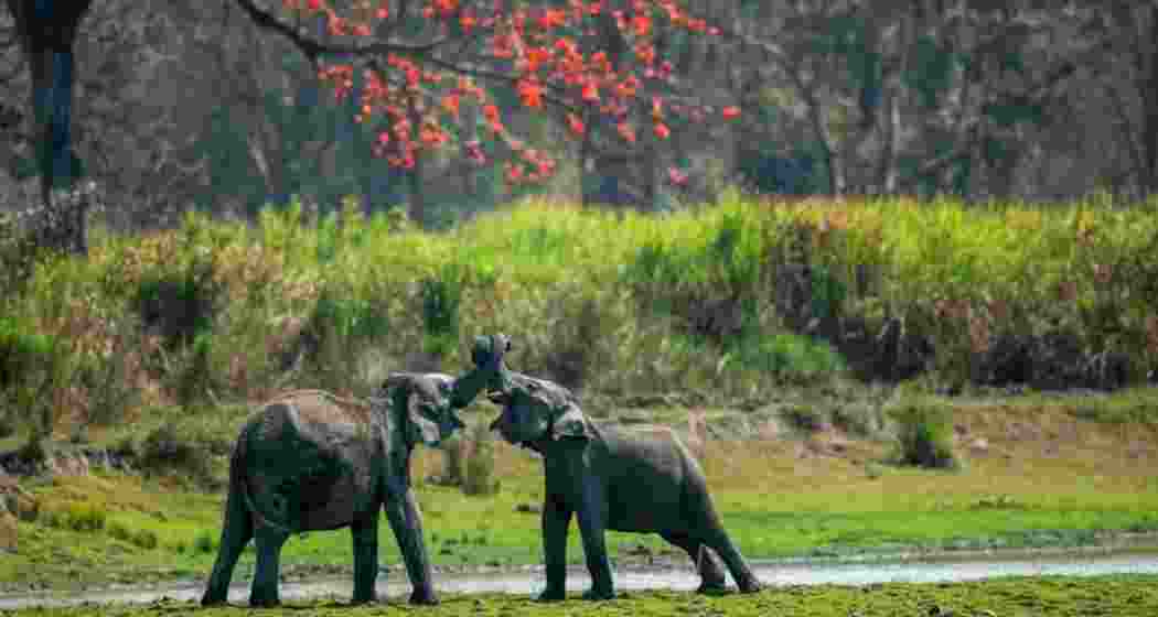 Elephants enjoying playful moment in their natural habitat at the Kaziranga National Park in Assam.