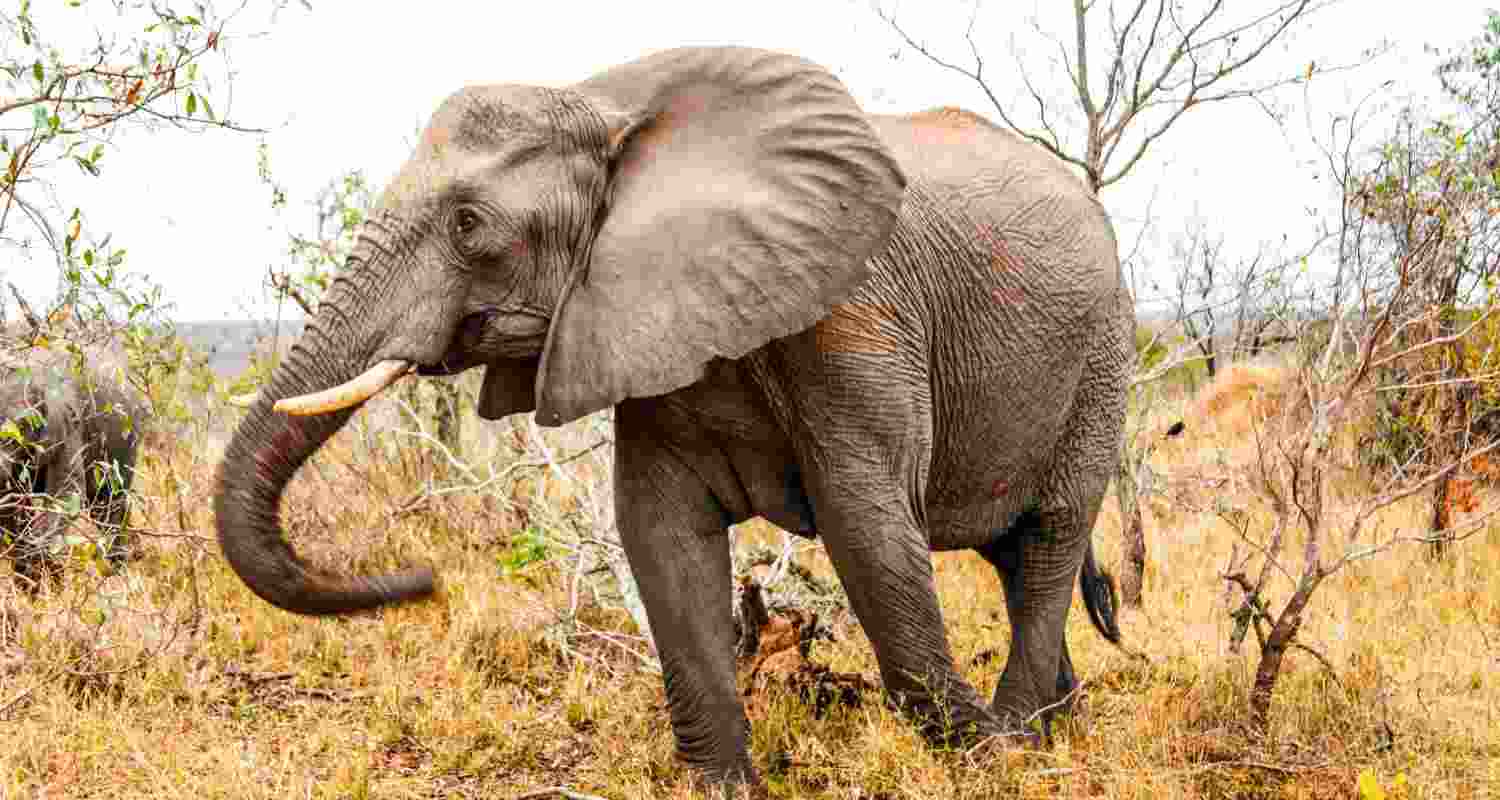 An elephant stands in the wilderness.