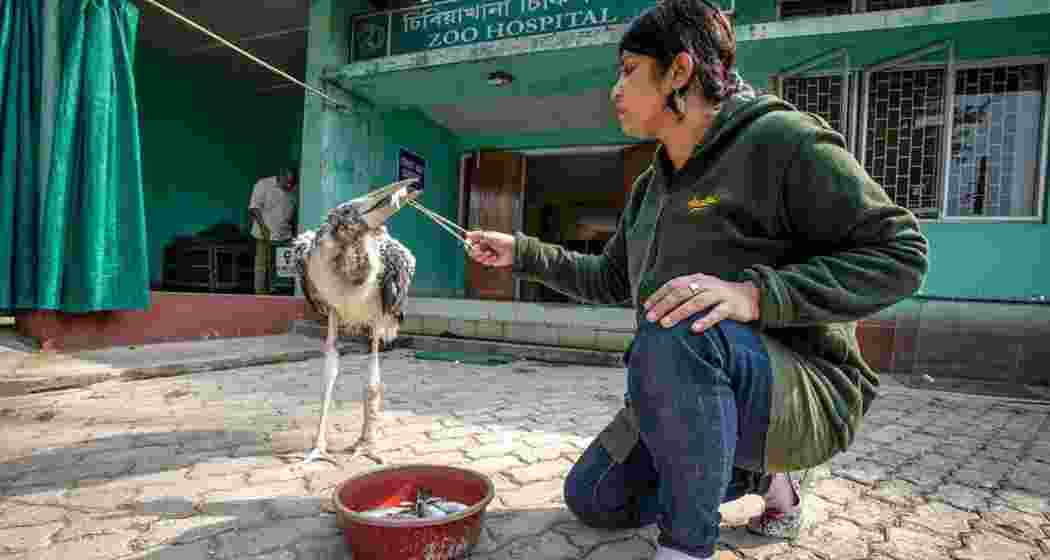 Conservation biologist from Assam, Dr Purnima Devi Barman feeding a Greater Adjutant Stork. 