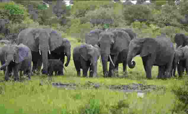 A restaurant for jumbos comes up in Odisha's wildlife sanctuary