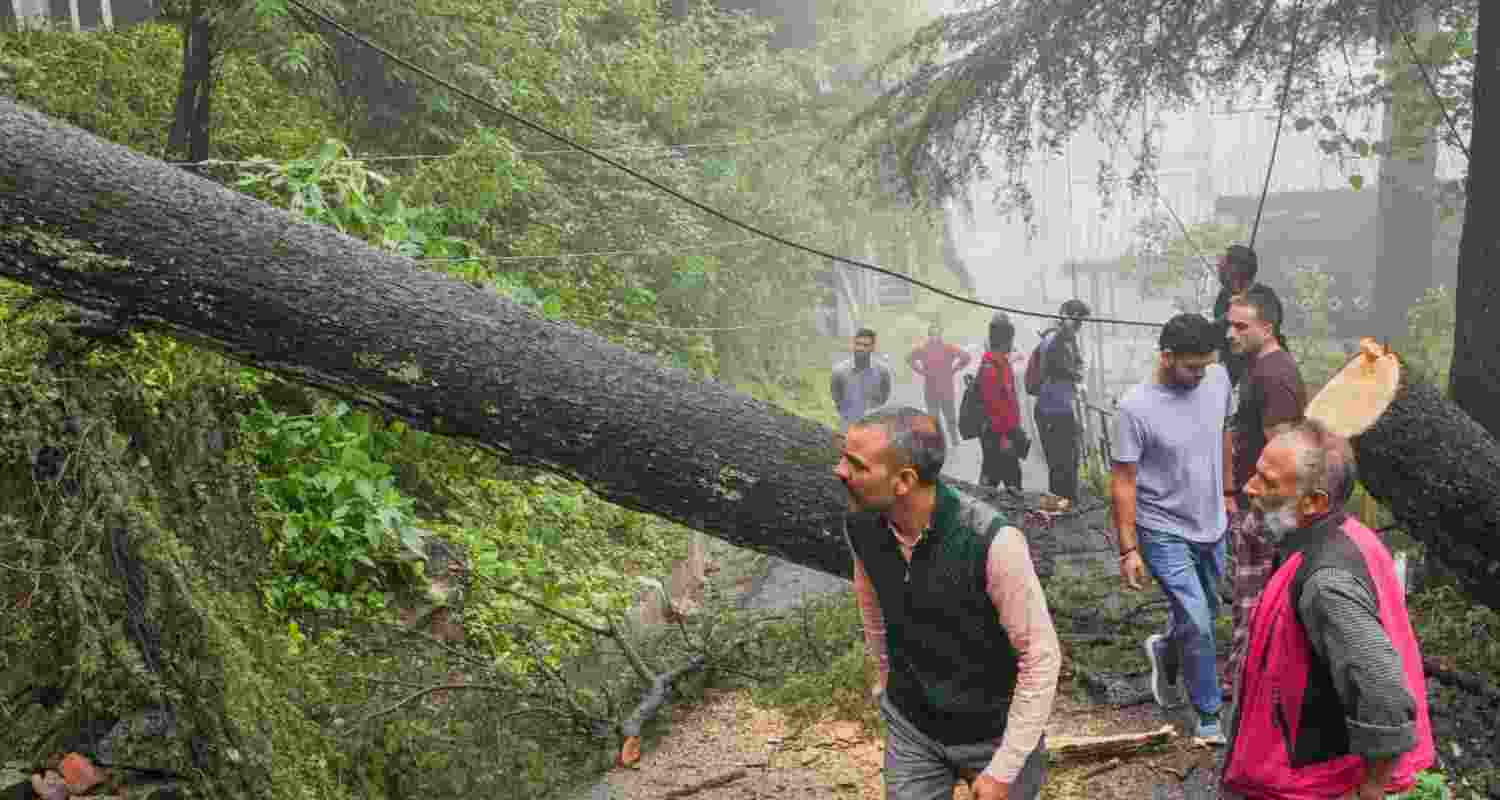 People walk past an uprooted tree after heavy rainfall, in Shimla, Thursday. 