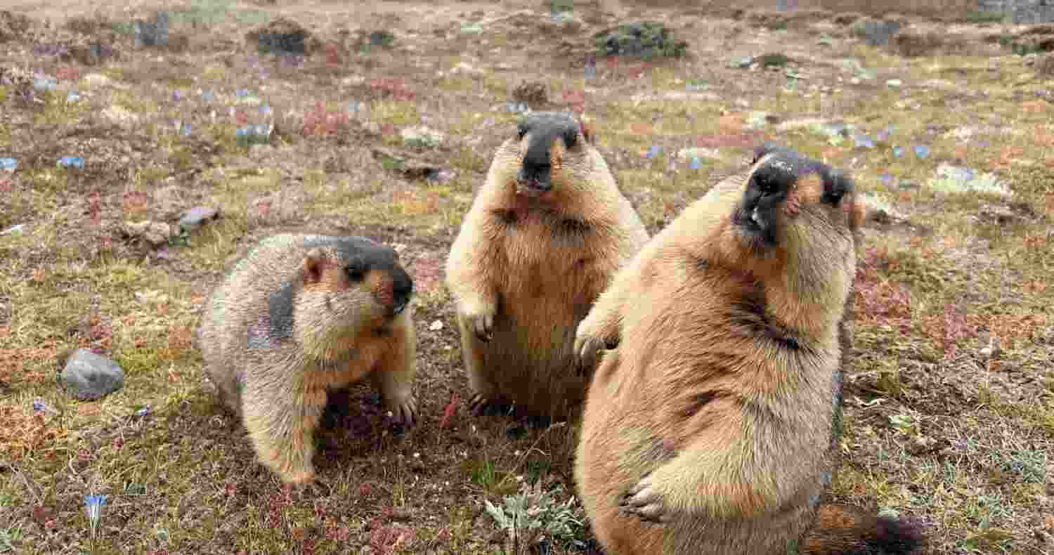 How heavy tourism and trash is harming Himalayan marmots