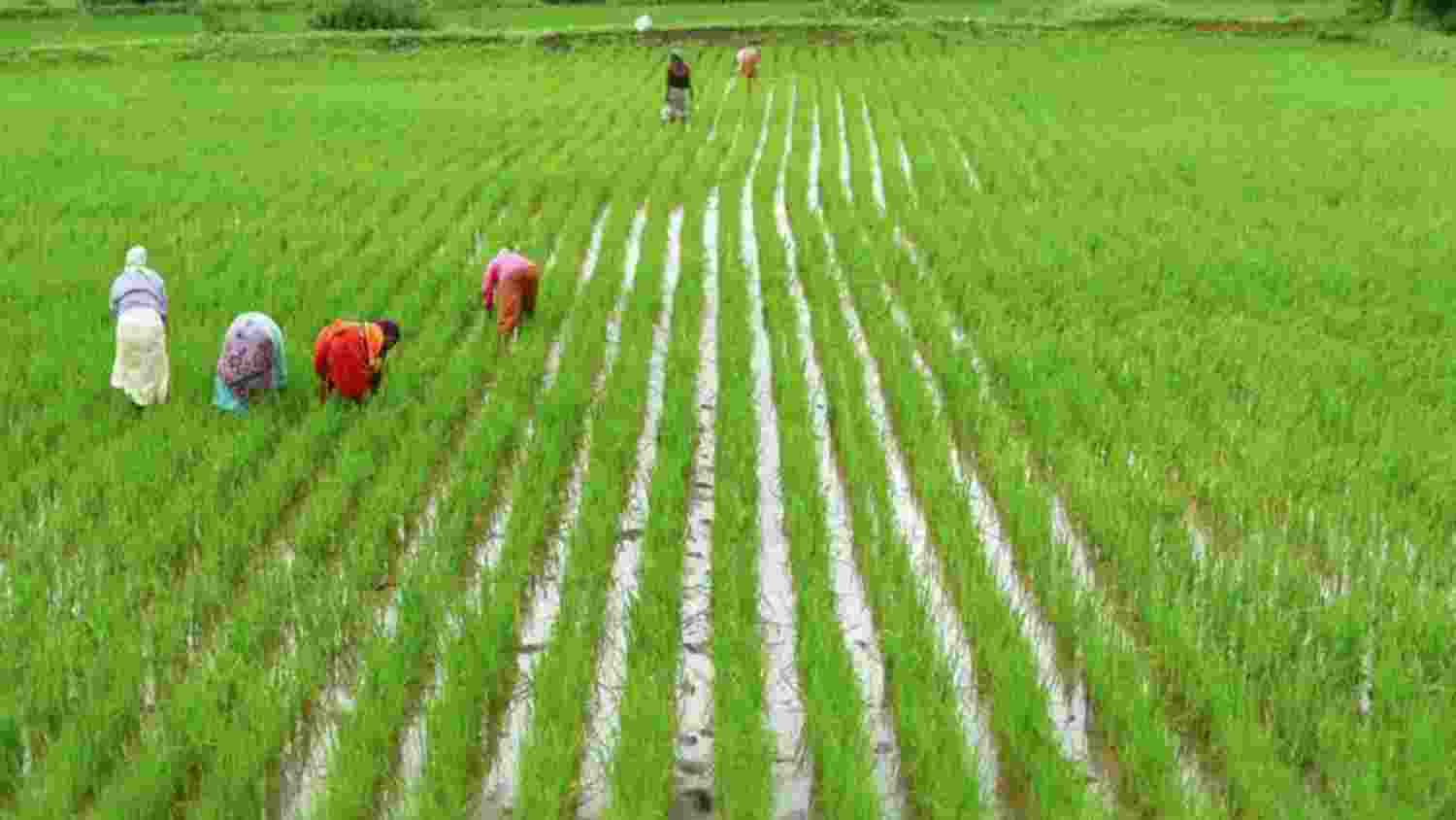 IMD predicts above-normal rainfall boosting agricultural prospects