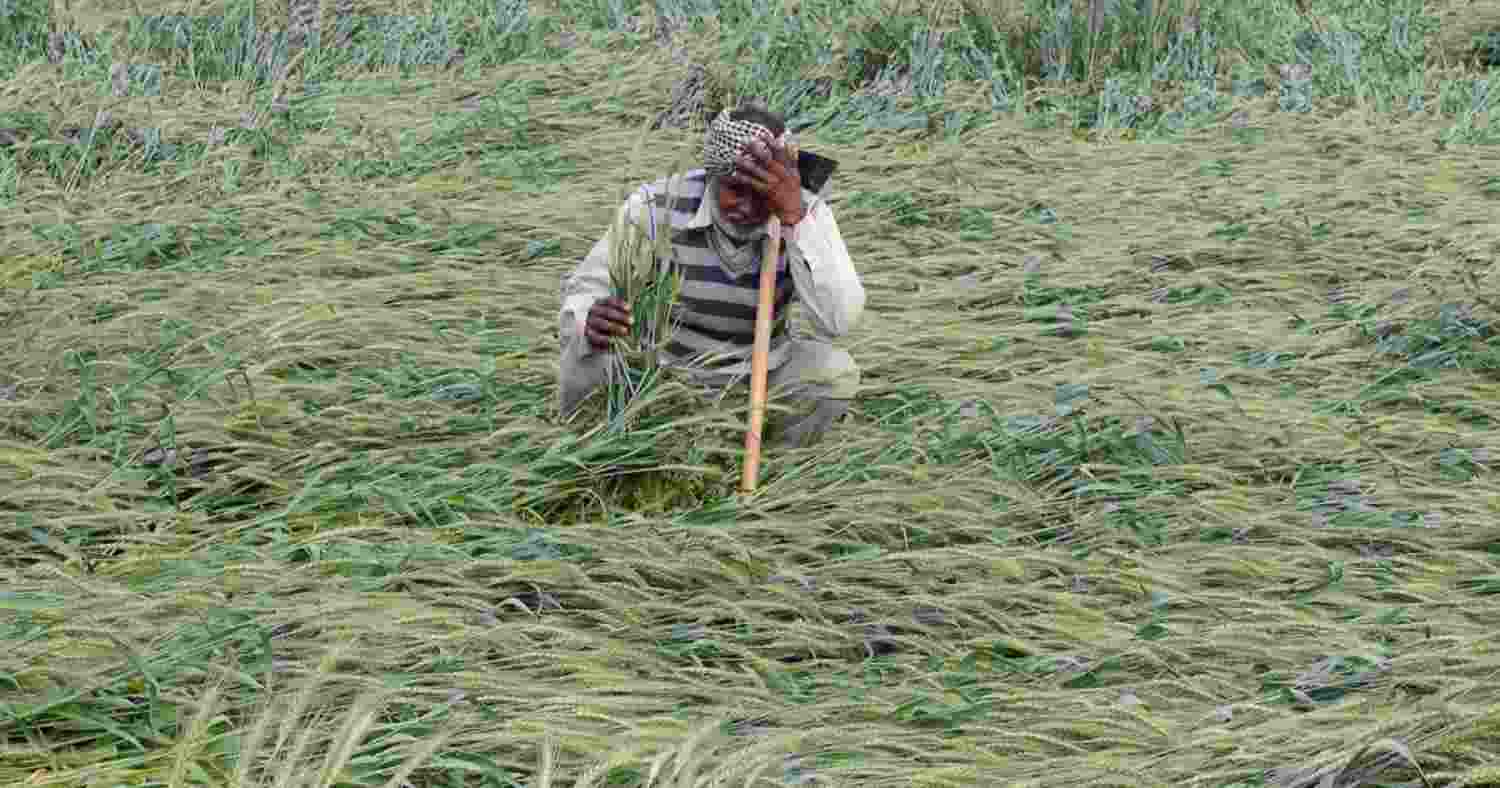 80% of India's small farmers suffer crop loss due to climate change