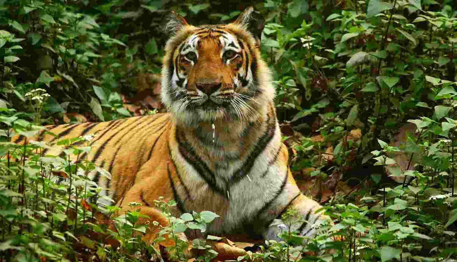 India planning to send tigers to Cambodia later this year