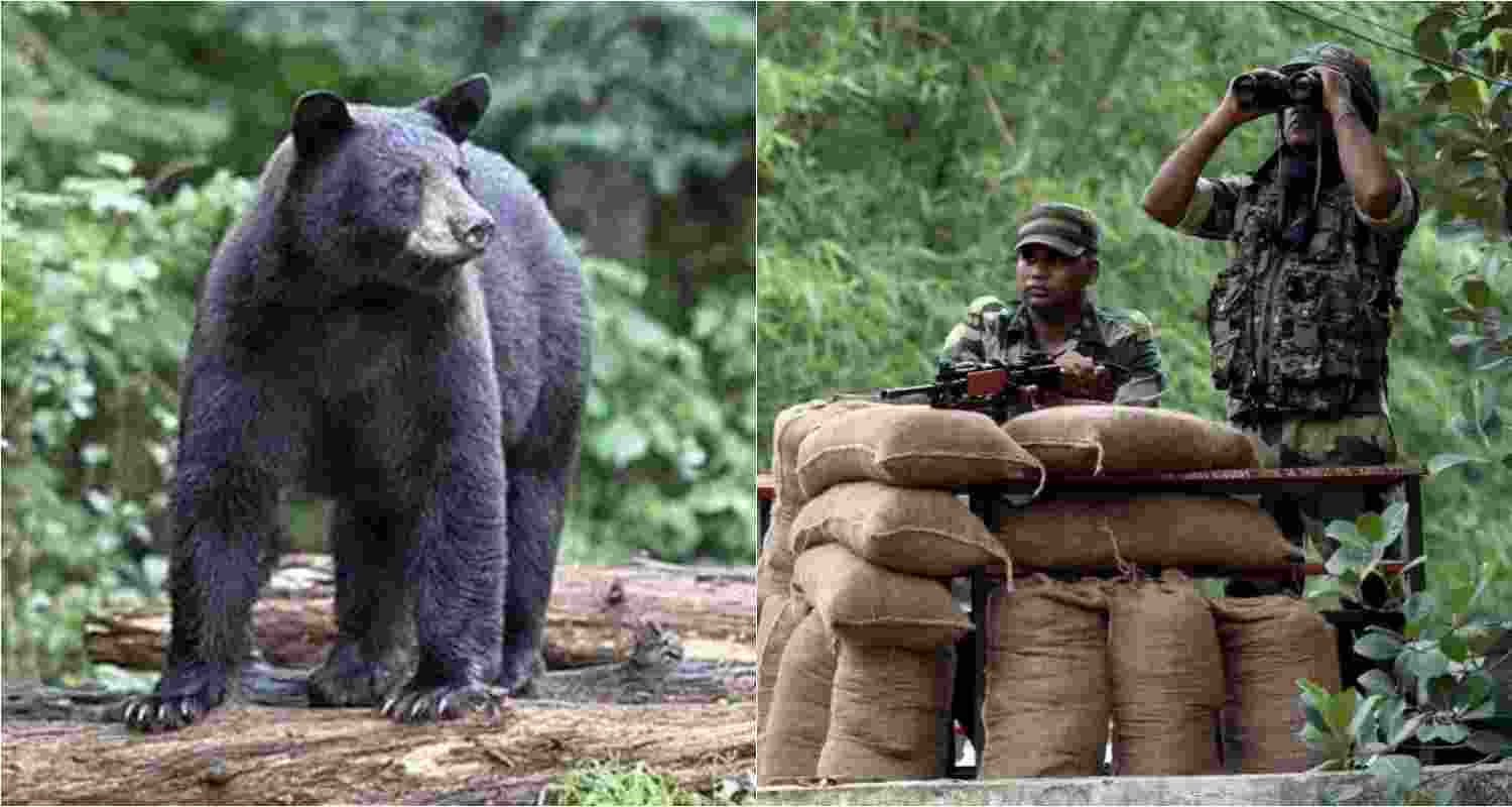 During gunfire with Naxalites, Mandavi faced three bears. Despite injury, he fought off one with a stick, displaying remarkable courage.