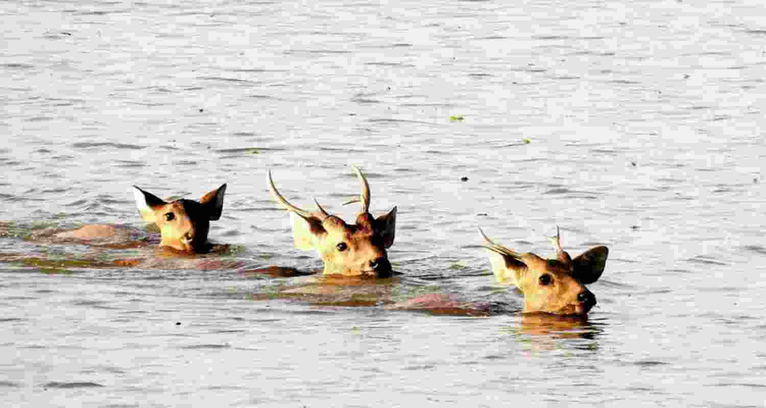 Deers wade through floodwaters in a submerged area of the Kaziranga National Park. Image for representative use only.
