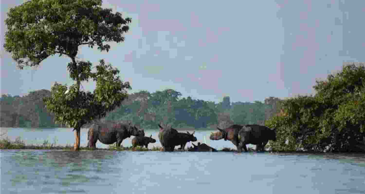 Rhinos with their calves standing on an elevated land in the flooded Kaziranga National Park in Assam. A scene captured back in the year 2019.