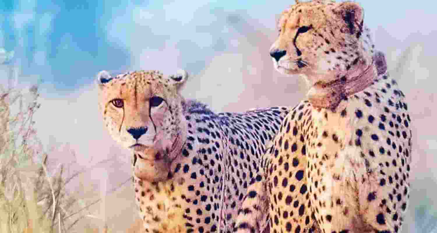 A cheetah strayed out of the Kuno National Park in Madhya Pradesh and was spotted in a village in Rajasthan’s Karauli on Saturday