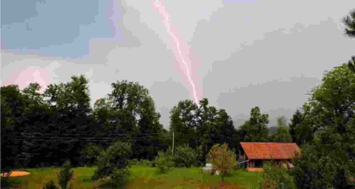 Lightning deaths in Odisha coax govt to plant 19 lakh Palm trees