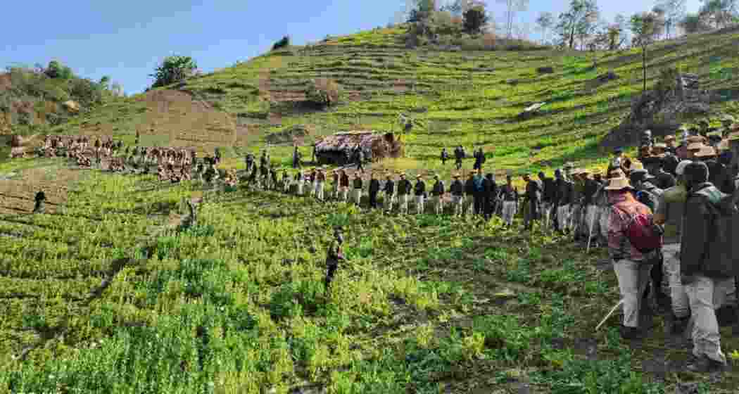 Poppy fields being destroyed by police in Manipur. Image for representative use only.