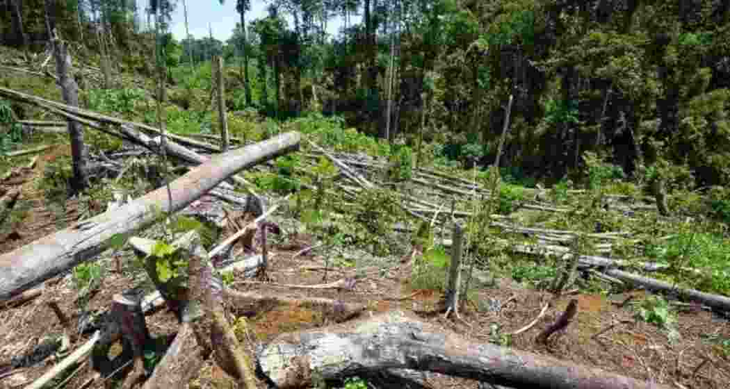 According to a report, the state has witnessed a loss of 877 square kilometres of vital forest land.