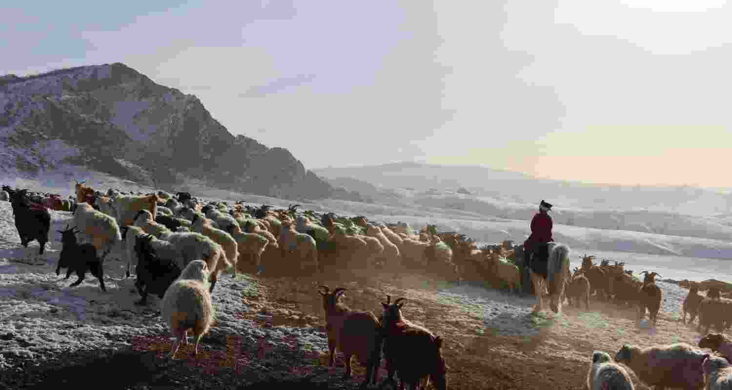 A Mongolian nomad herding animals. Image via Savethechildren.org.
