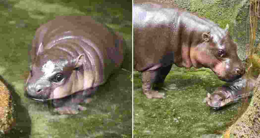 Pygmy hippo Moo Deng with her mother Jona.