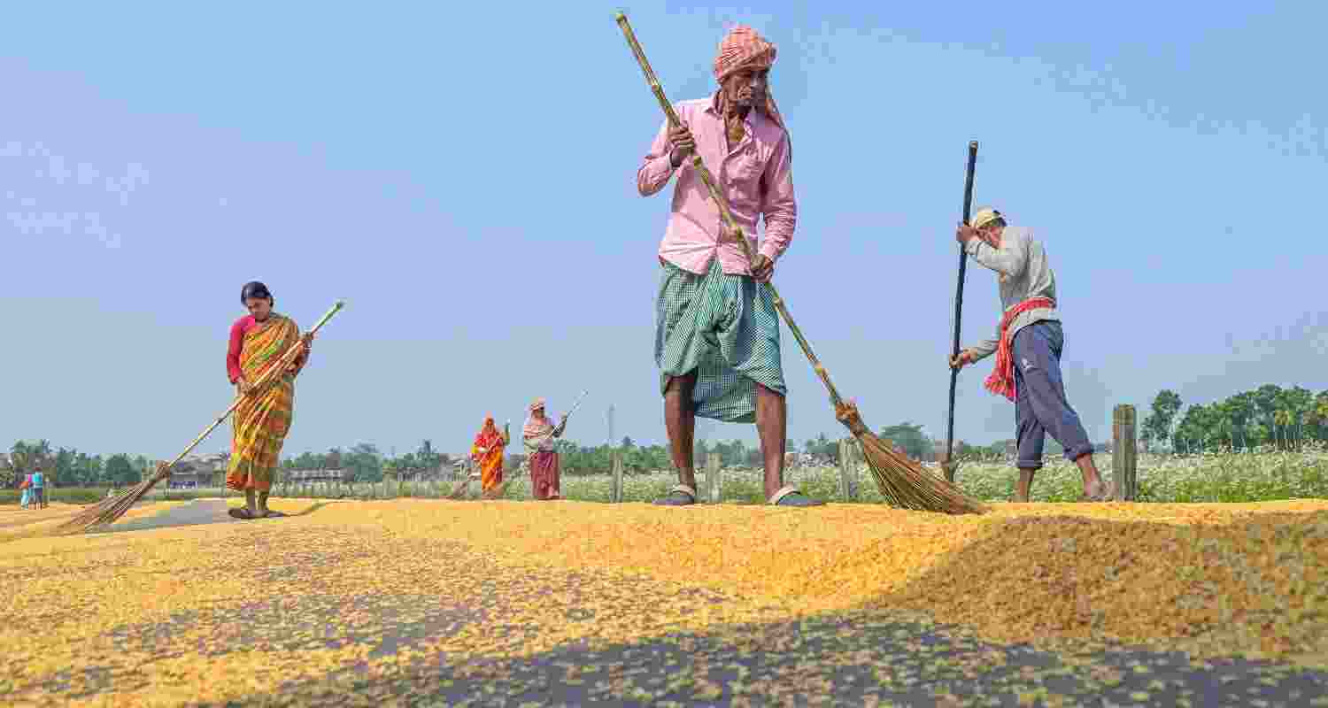 Farmers in Nadia, West Bengal spread rice grain in a field to dry them in the sun. 
