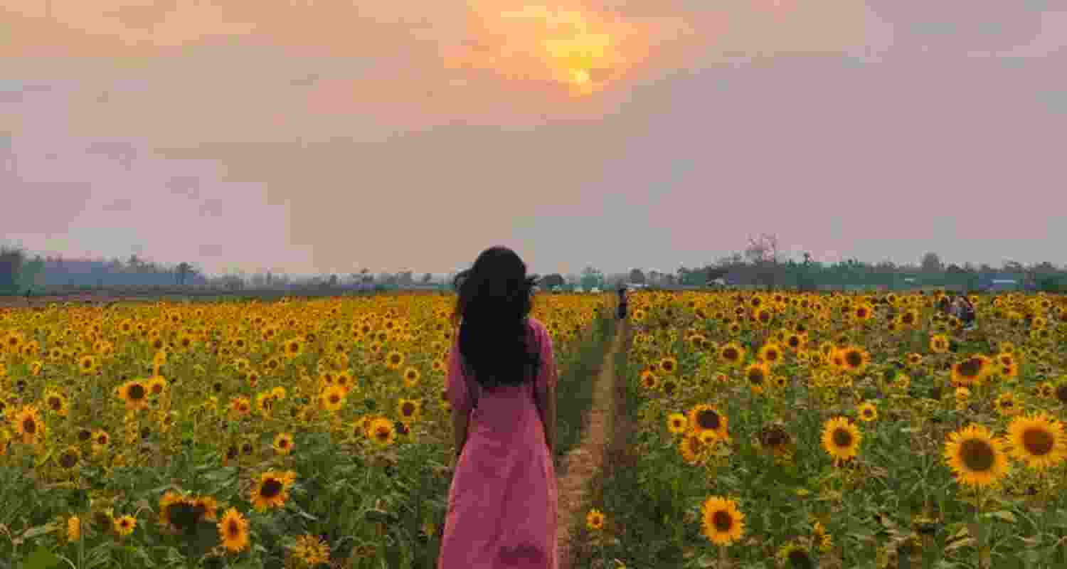 A scene from the rural village of Lhokheto in Nagaland known for its cultivation of sunflowers.