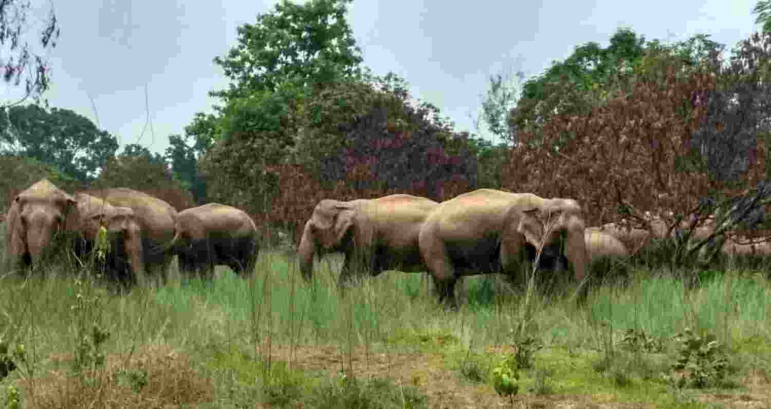 Elephant count in Odisha increases to 2,098