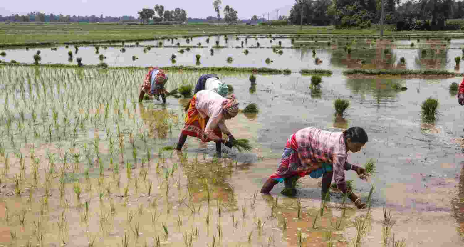 Farmers in Punjab will get an incentive of Rs 17,500 per hectare for shifting from the water-guzzling paddy crop to alternative crops under the crop diversification programme, state agriculture minister Gurmeet Singh Khudian said on Saturday.