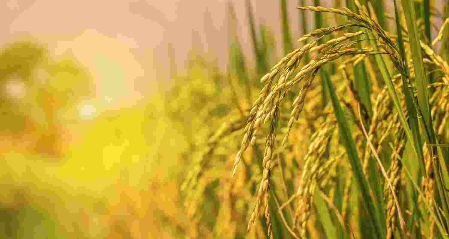 2.62 lakh MT of paddy lifted, 16 lakh MT procured in Punjab