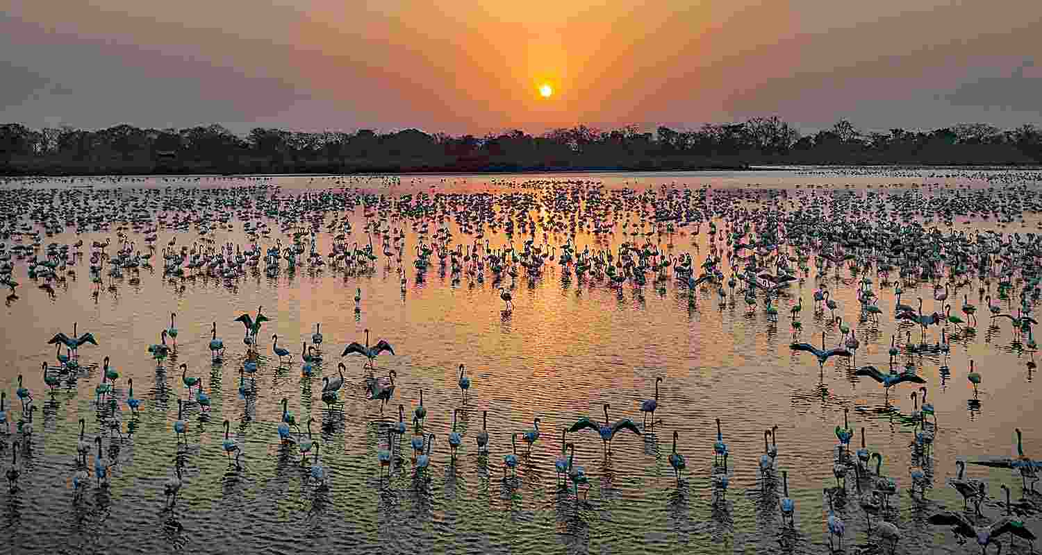 Flamingos seen on the water of TS Chanakya Lake, at Nerul in Navi Mumbai