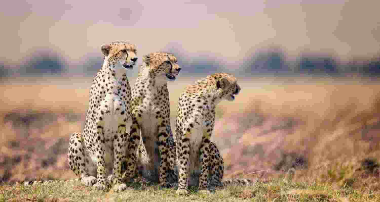 Project Cheetah grows with cubs, despite climate setbacks