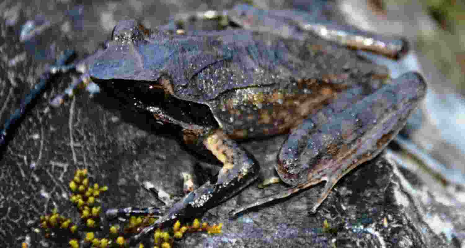 In picture: Xenophrys apatani, named after Arunachal Pradesh's Apatani tribe, known for their conservation efforts in Arunachal Pradesh's Lower Subansiri Valley.