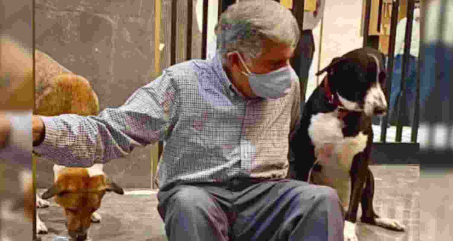 Mumbai stray dogs mourn loss of friend Ratan Tata