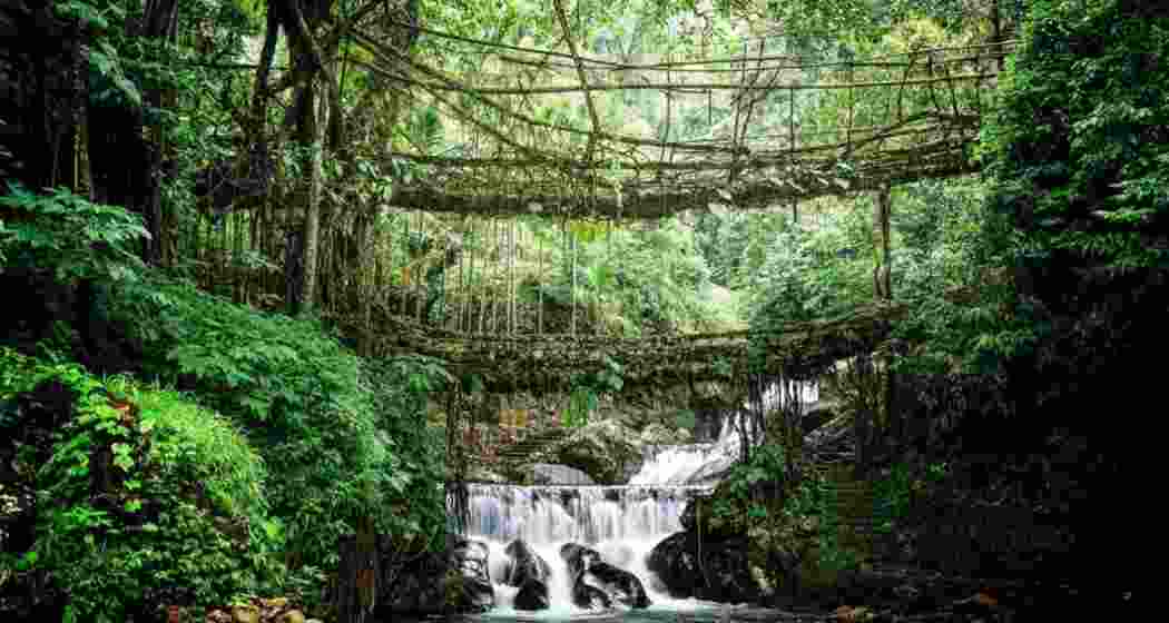 A single Ficus elastica tree forms the backbone of a double-decker bridge near the village of Nongriat in the Indian state of Meghalaya.